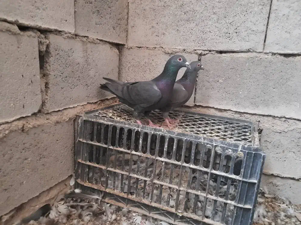 فروشی|پرنده|خاش, |دیوار