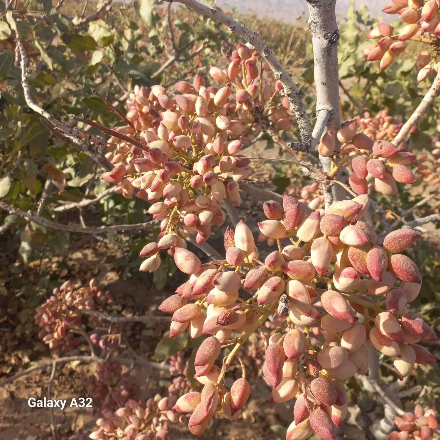 زمین مشجر پسته|فروش دفتر صنعتی، کشاورزی، تجاری|فردوس (کرمان), |دیوار