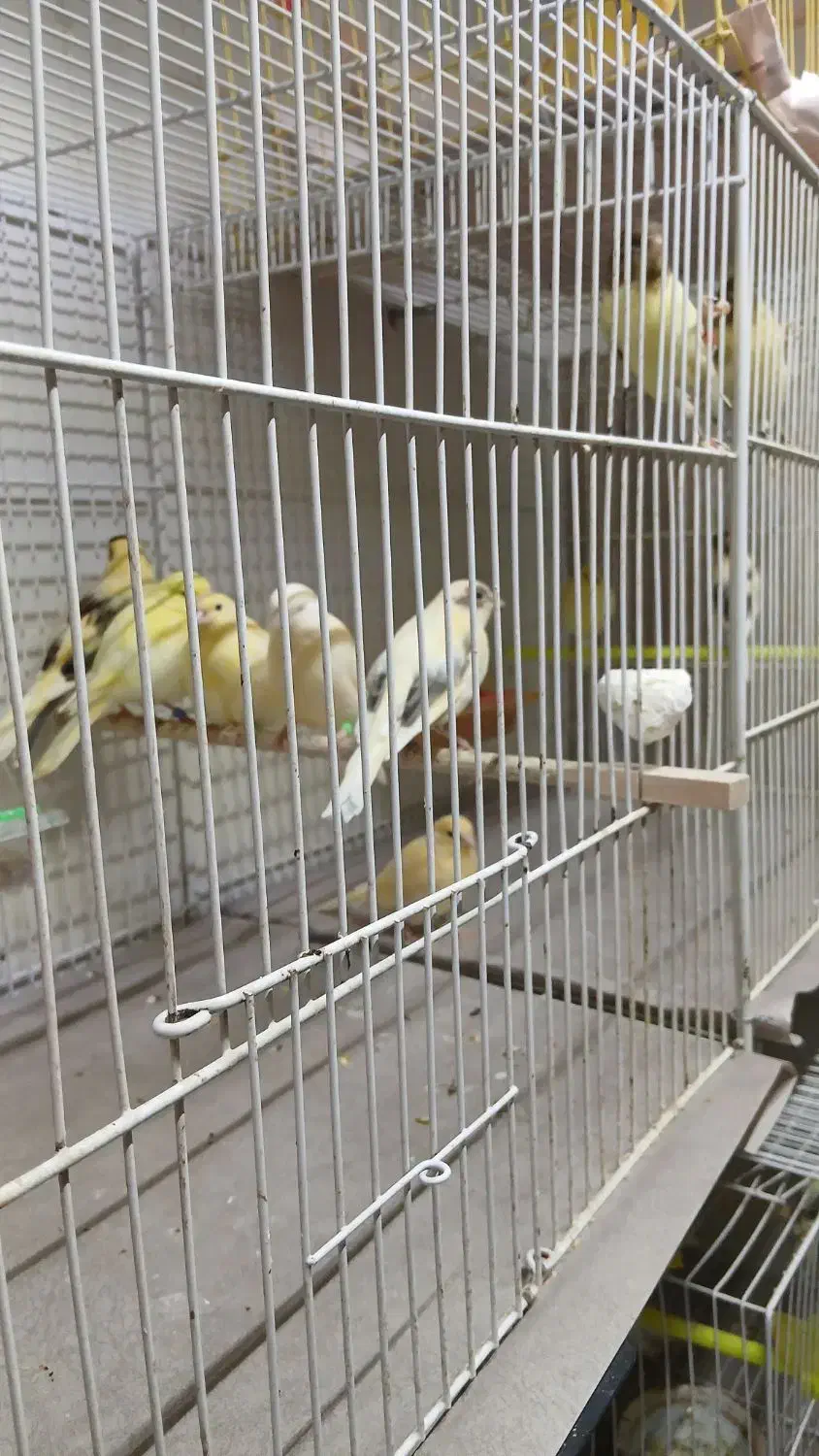 انواع قناری پرتقالی درشت|پرنده|قائن, |دیوار