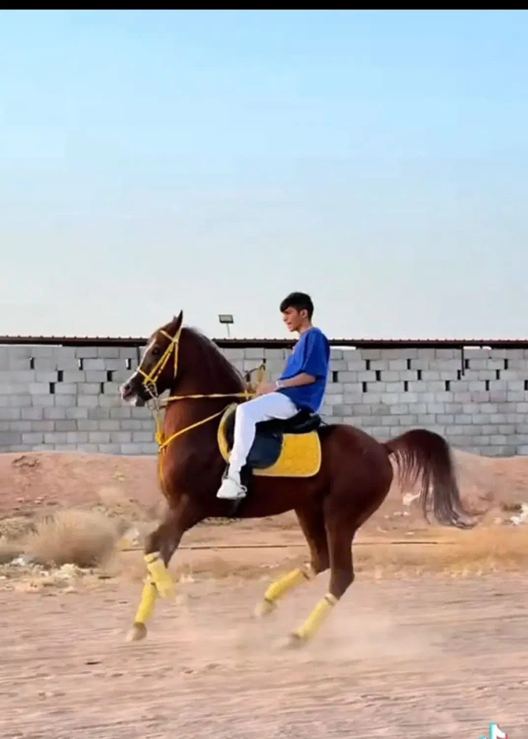 اسب نژاد عرب|اسب و تجهیزات اسبسواری|میناب, |دیوار