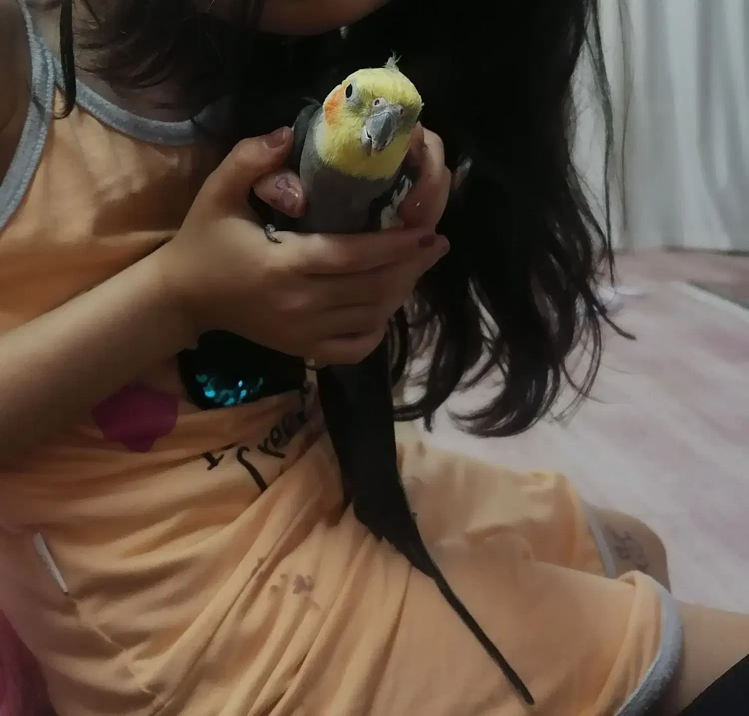 عروس هلندی نر گمشده|پرنده|قم, شاه سید علی|دیوار