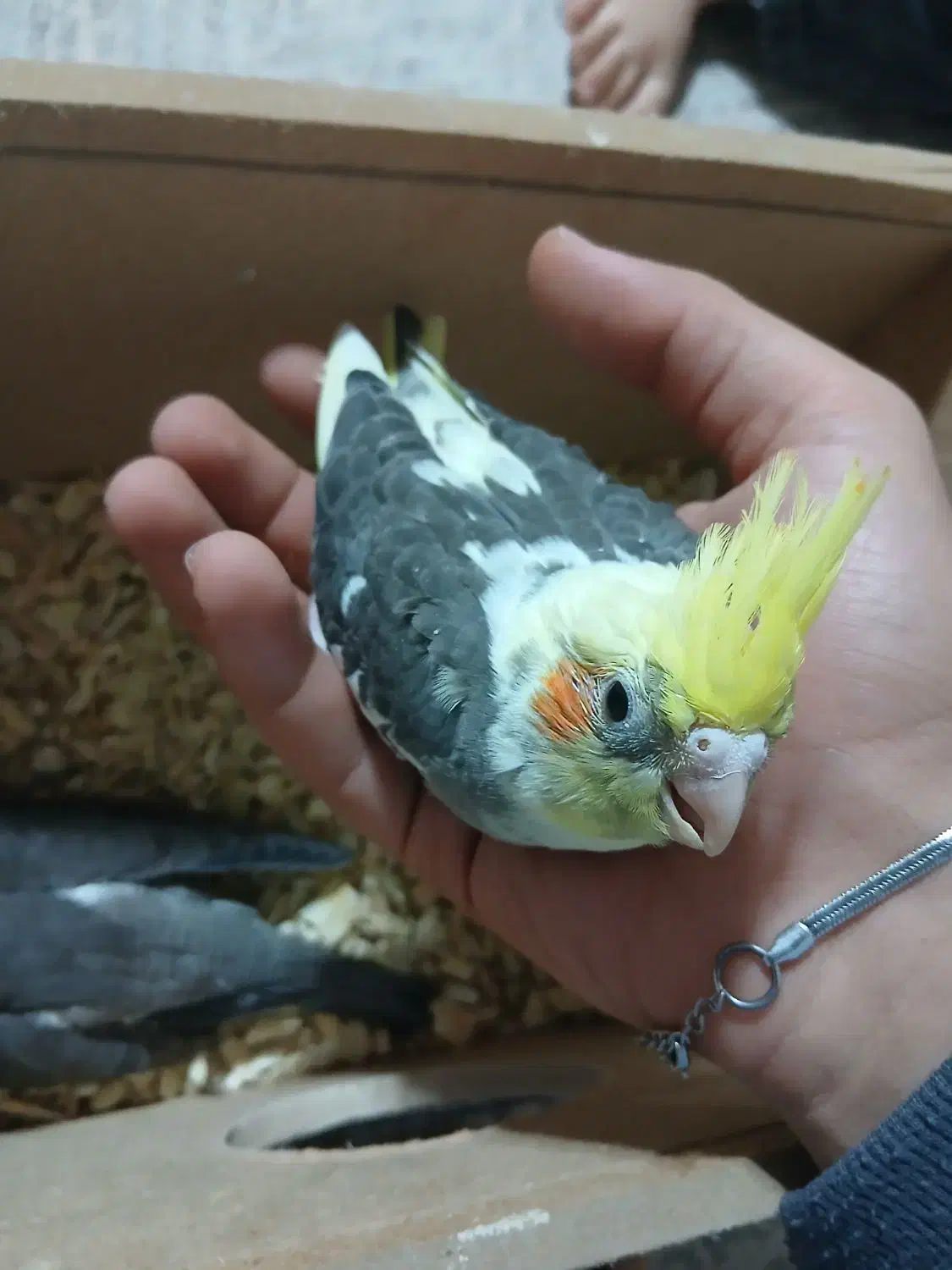 جوجه عروس|پرنده|اردبیل, |دیوار