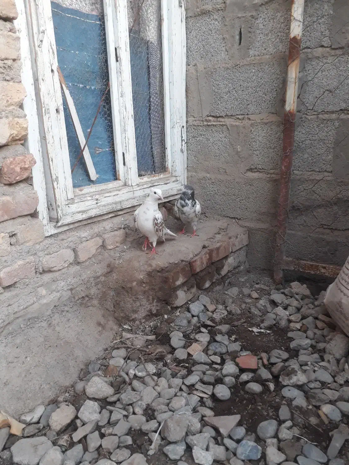 کبوتر|پرنده|سیمین شهر, |دیوار