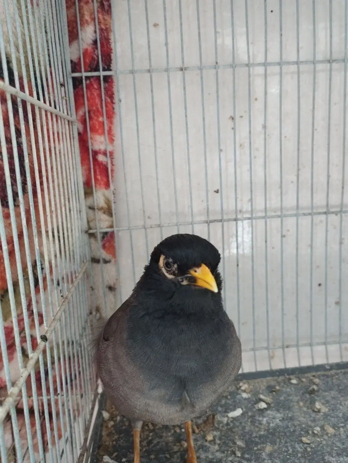 مینا|پرنده|مشهد, شایه|دیوار