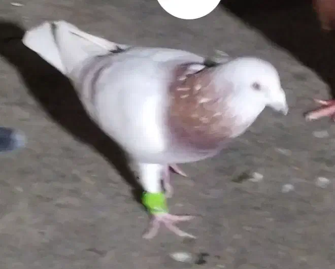 کبوتر|حیوانات|قم, چهل درخت‎|دیوار