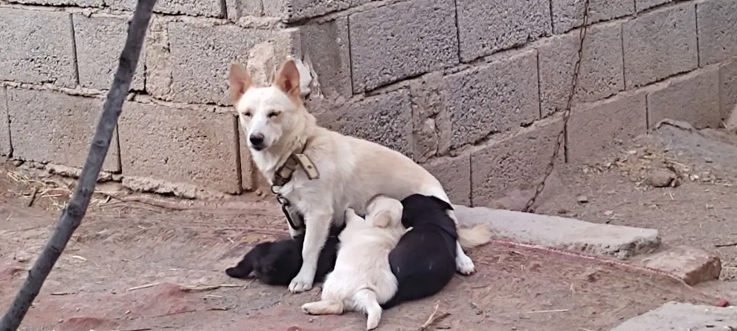 یک جفت اشپیز آلمانی اورجینال|سگ|خسروشاه, |دیوار