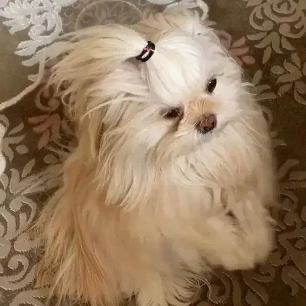 سگ گمشده کوچولو|سگ|گرمسار, |دیوار