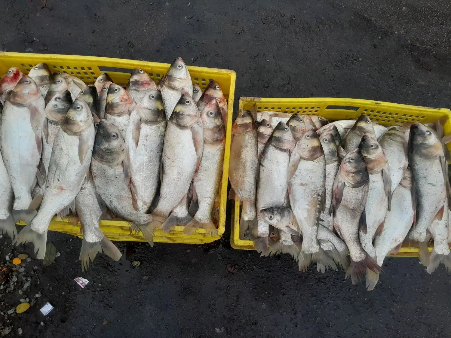 ماهی قزل بدون استخوان تازه تازه حراج|ماهی|خرم‌آباد, |دیوار