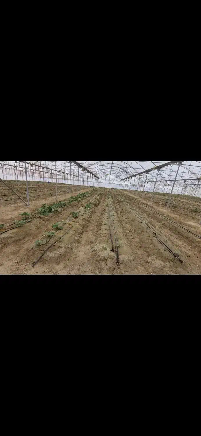 گلخانه دشت مکسوخته جالق|فروش دفتر صنعتی، کشاورزی، تجاری|سراوان, |دیوار