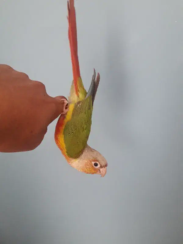 فروش یک عدد طوطی گرینچیک|پرنده|شهر بابک, |دیوار