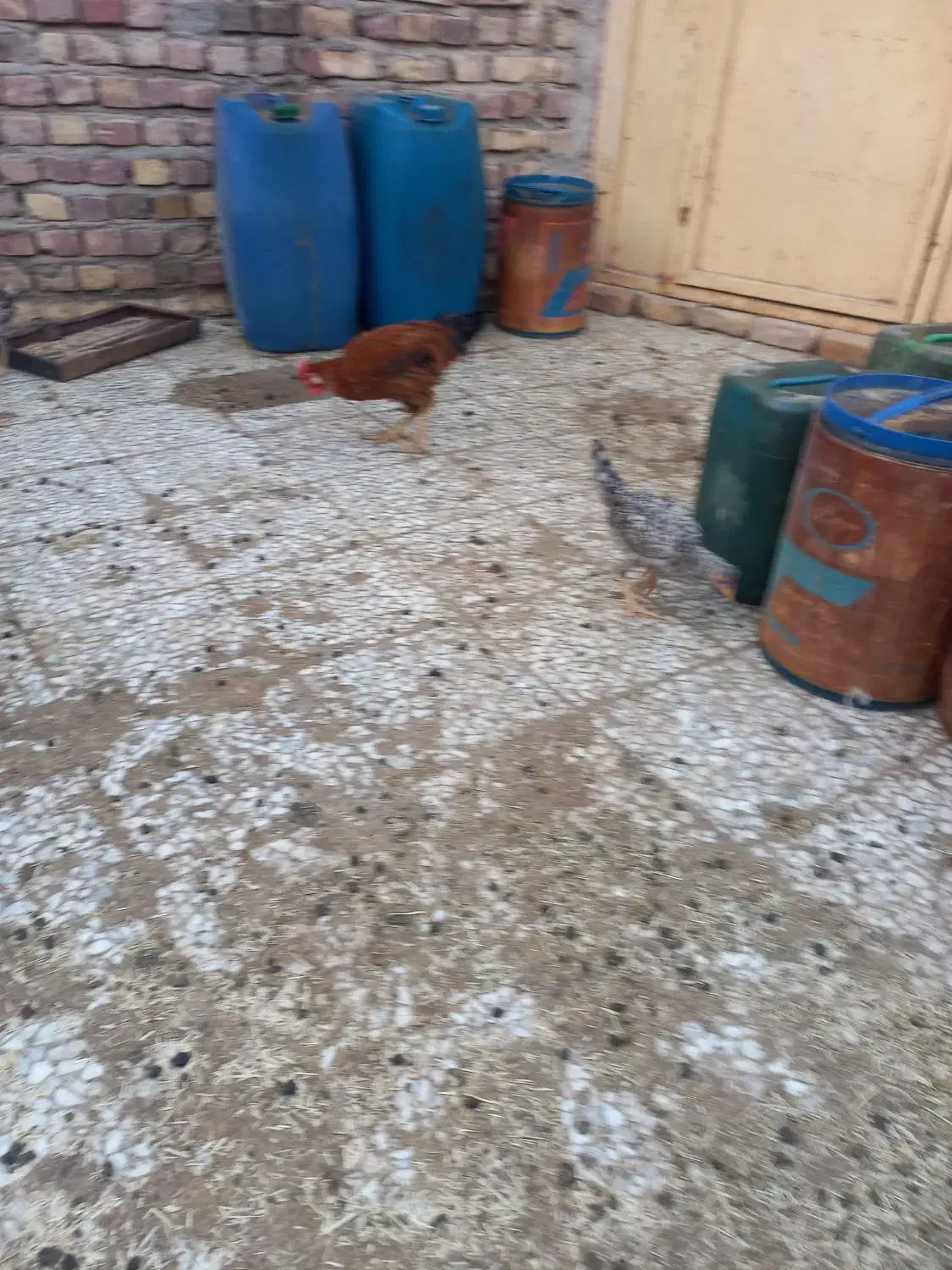 جوجه مرغ وخروس بزرگ وکوچک.موجودهست|حیوانات مزرعه|زابل, |دیوار