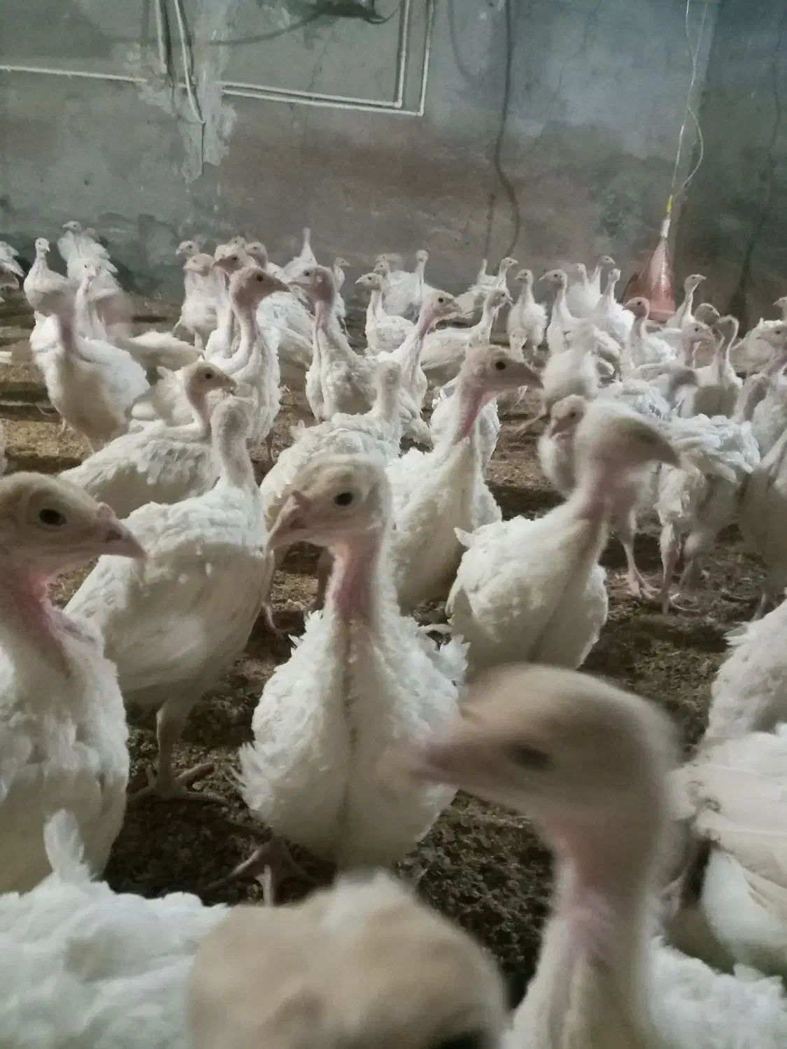 بوقلمون ۲ کیلویی|حیوانات مزرعه|مشگین شهر, |دیوار