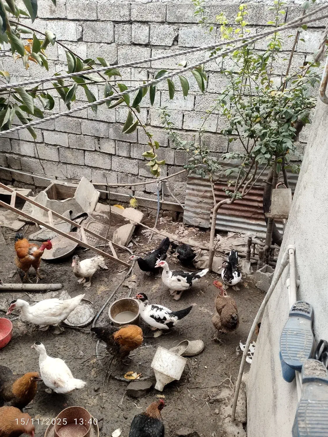 فروش اردک‌های خارجی|حیوانات مزرعه|آمل, |دیوار