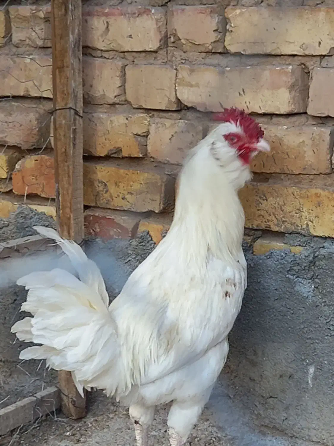 ۴عددخروس گلین|حیوانات مزرعه|لنجان, |دیوار