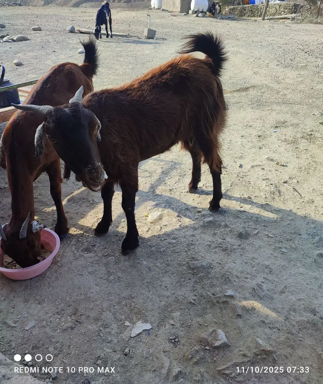 بز فروشی|حیوانات مزرعه|راسک, |دیوار