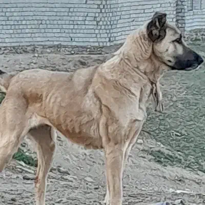 سگ سرابی سه ساله|سگ|ورزقان, |دیوار