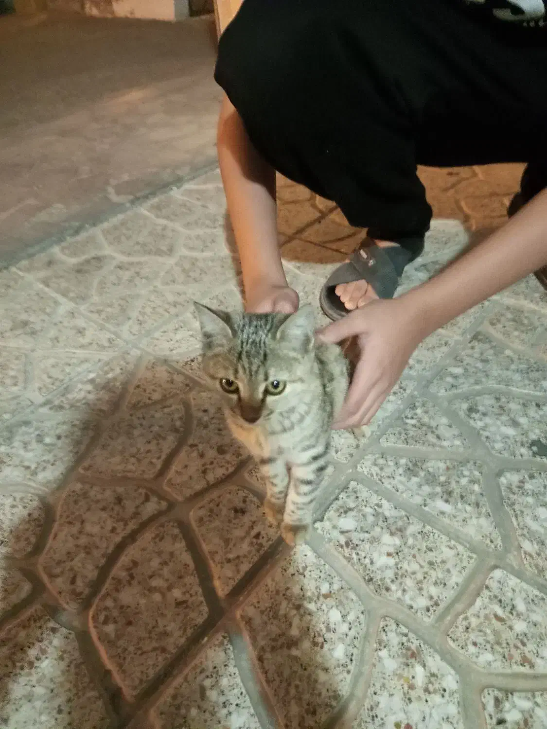 معاوضه بچه گربه ماده|گربه|قم, پردیسان|دیوار