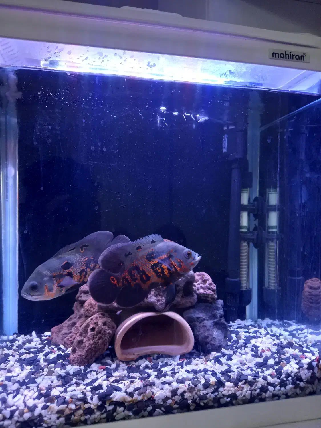 اسکار گرید بالا|ماهی|سهند, |دیوار