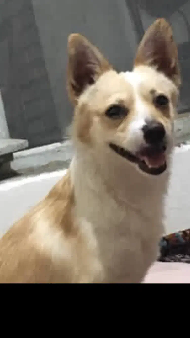 سگ گم شده|حیوانات|خوی, |دیوار