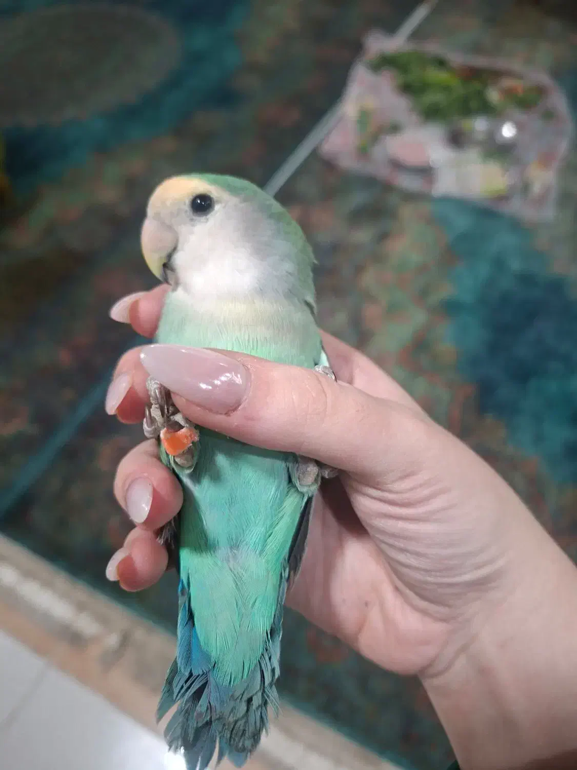 گمشده|حیوانات|اهواز, شهرک برق|دیوار