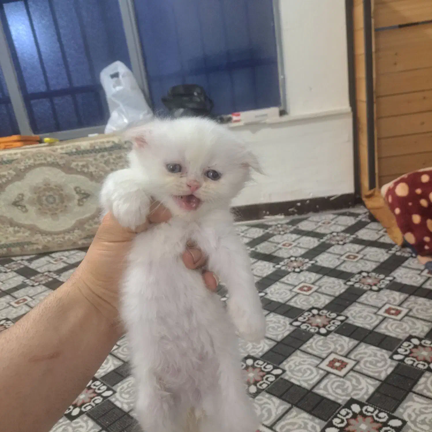 طوله گربه اسکاتیش و بریتیش|گربه|آبادان, |دیوار