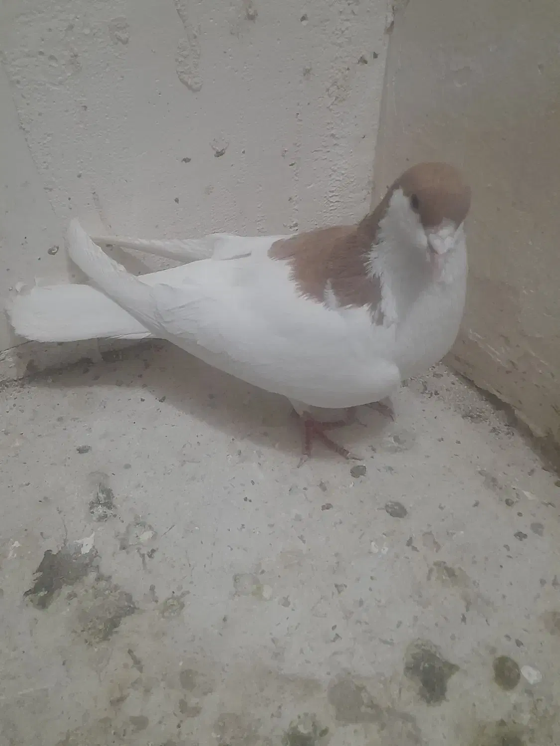 کفتر شصی|پرنده|محمدیه-قزوین, |دیوار