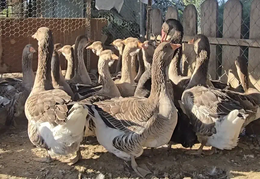 غاز تولوز فرانسه|حیوانات مزرعه|گنبد کاووس, |دیوار