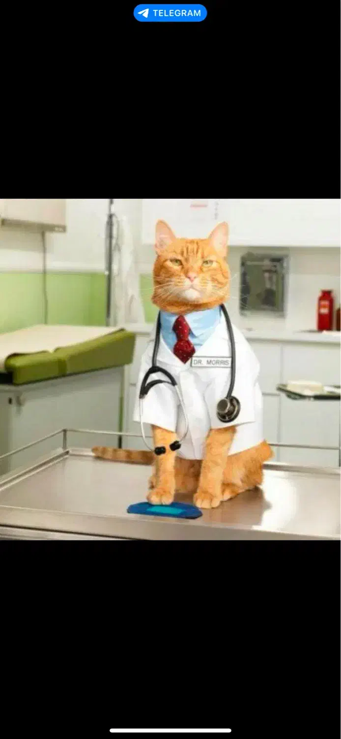 انجام کلیه ی خدمات دامپزشکی توسط دکتر دامپزشک|خدمات آرایشگری و زیبایی|رشت, کاکتوس|دیوار