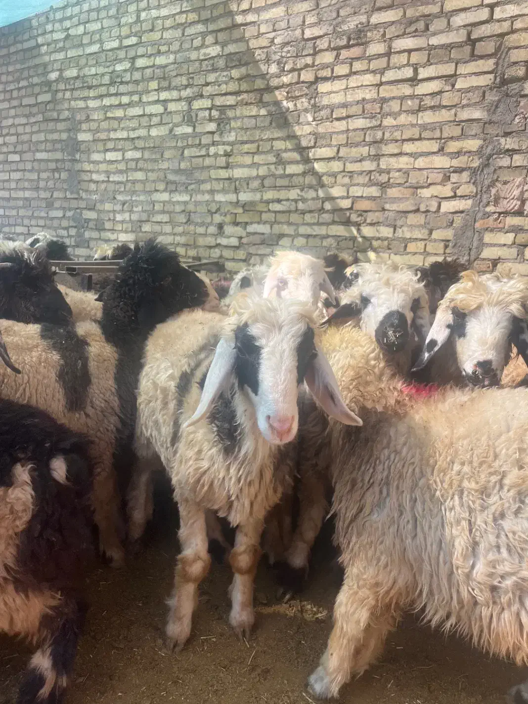 گوسفند زنده410ت|حیوانات مزرعه|یزد, |دیوار