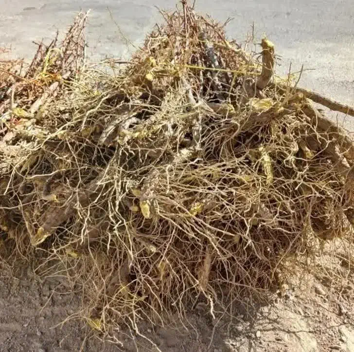 نهال زرشک|گل و گیاه طبیعی|ماهان, |دیوار