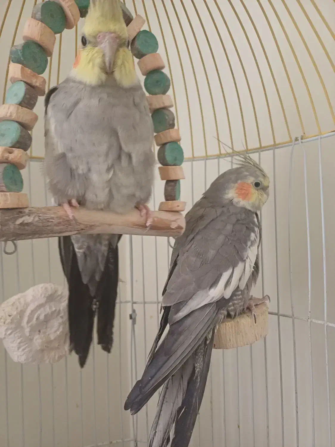 عروس هلندی|پرنده|محمدیه-قزوین, |دیوار