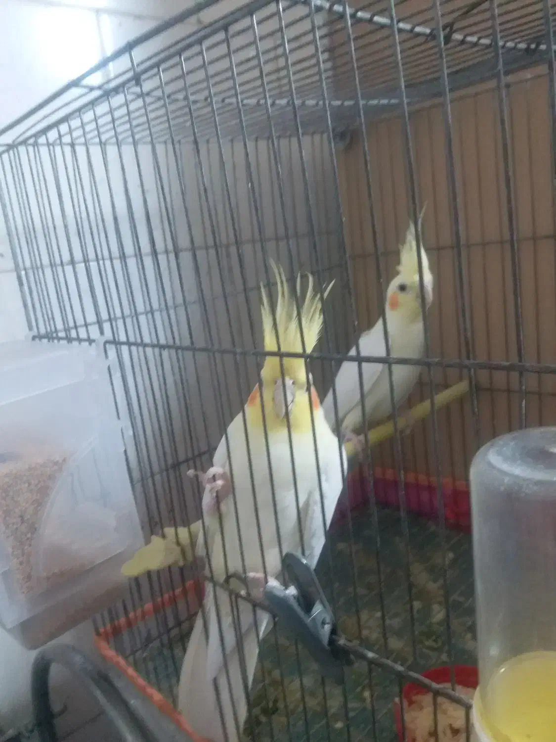 جفت مولدعروس هلندی لونیتیوباپنج جوجه وقفس وتجهیزات|پرنده|مراغه, |دیوار