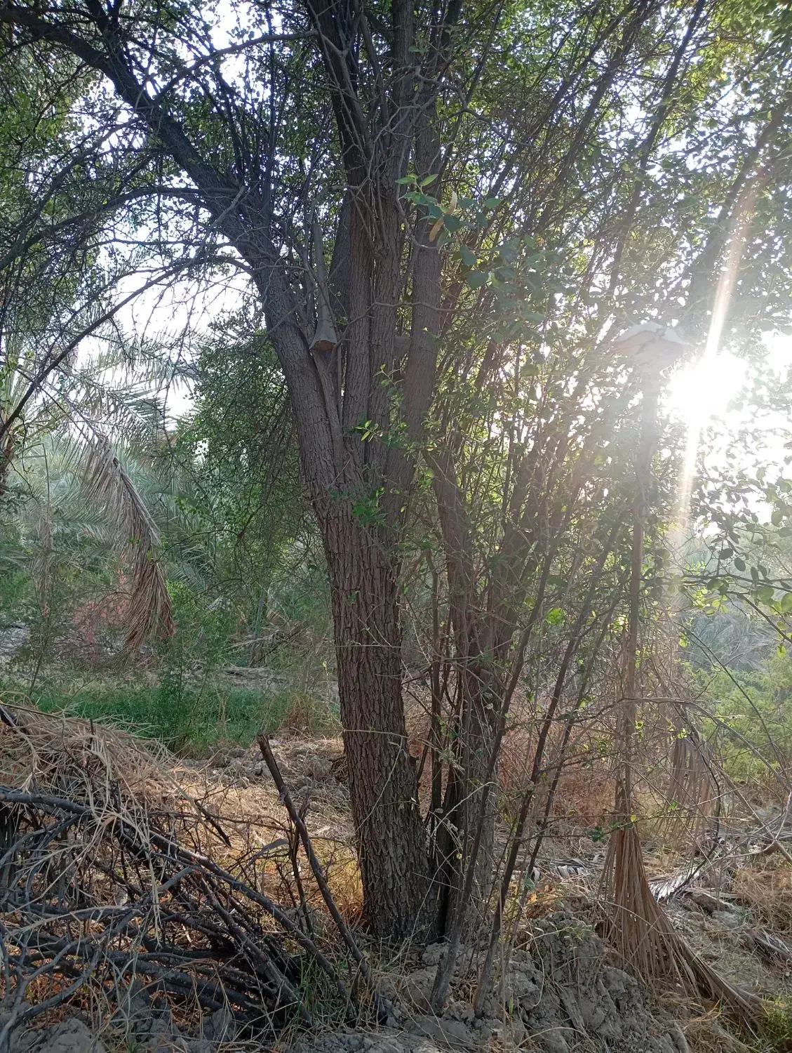 درخت رایگان|خدمات باغبانی و درختکاری|وحدتیه, |دیوار