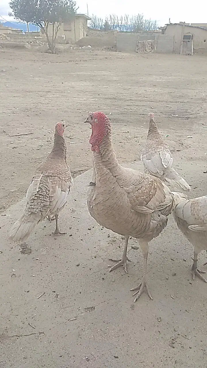 بوقلمون محلی|حیوانات مزرعه|گنبد کاووس, |دیوار