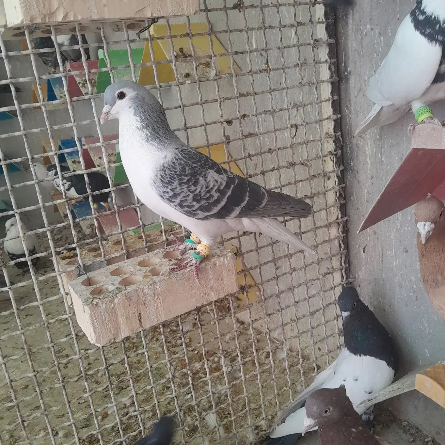 بوم نر|پرنده|شوشتر, |دیوار