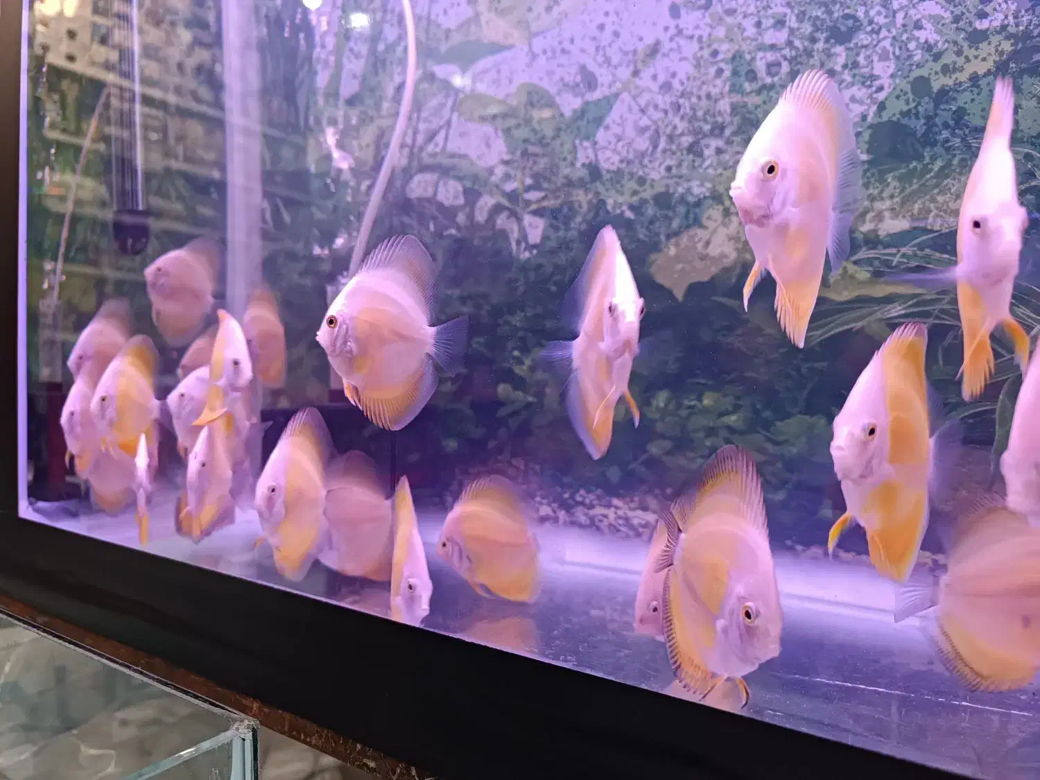 ماهی دیسکس|ماهی|اردبیل, |دیوار