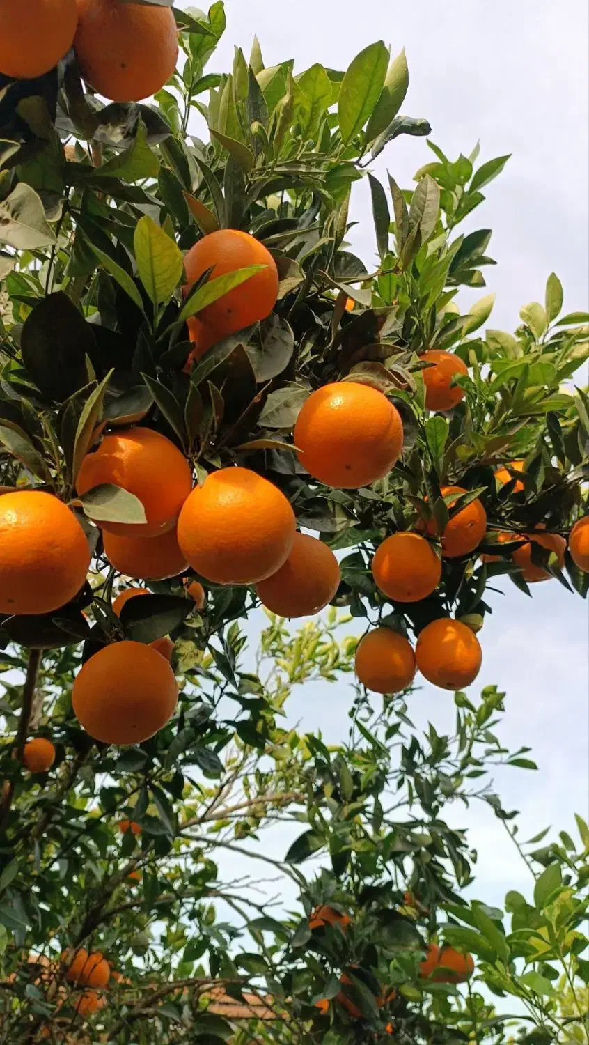 پرتقال تامسون ناول درجه ۱|خوردنی و آشامیدنی|دالخانی, |دیوار