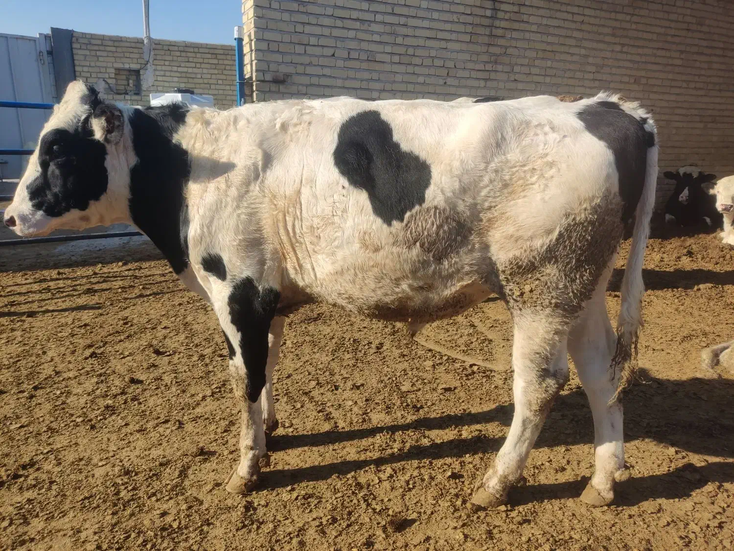 گوساله نر|حیوانات مزرعه|مرودشت, محمد آباد|دیوار