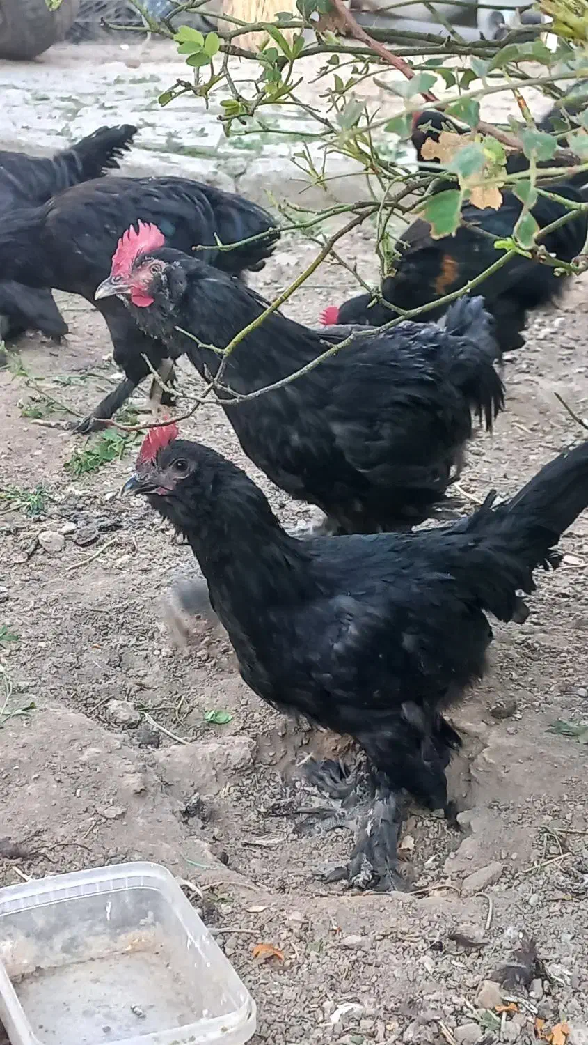 خروس|حیوانات مزرعه|مبارکه, |دیوار