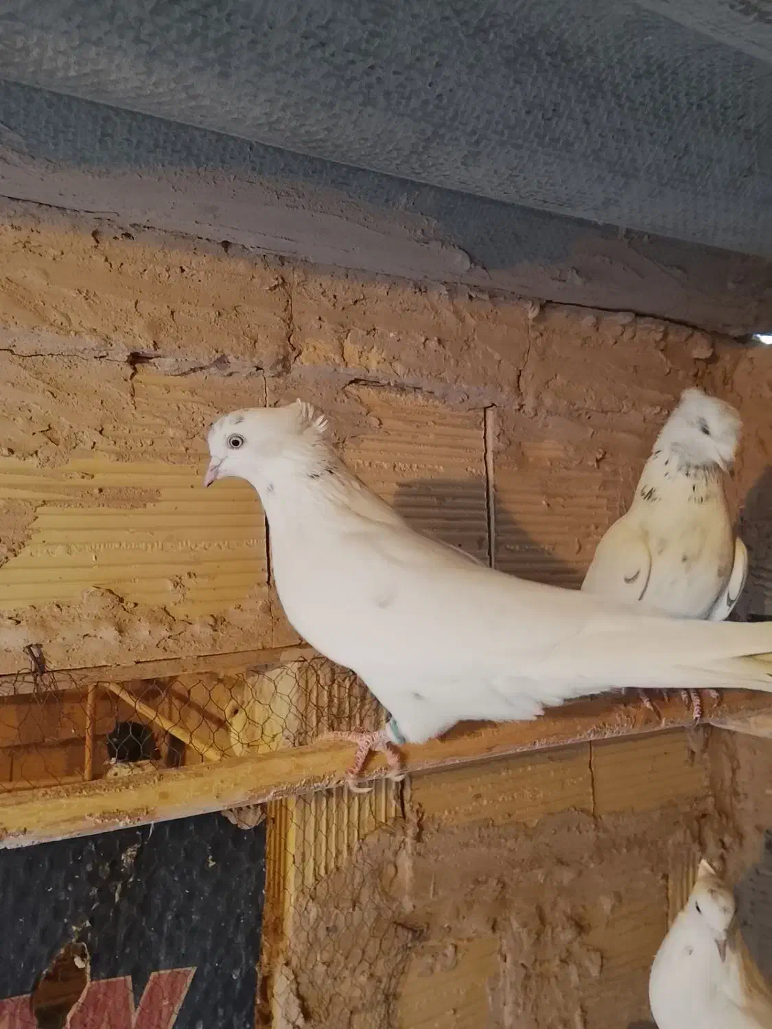 کبوتر پرشی به ضمانت|پرنده|قم, شهرک توانیر|دیوار
