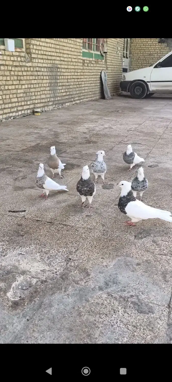 طوقی|پرنده|شادگان, |دیوار