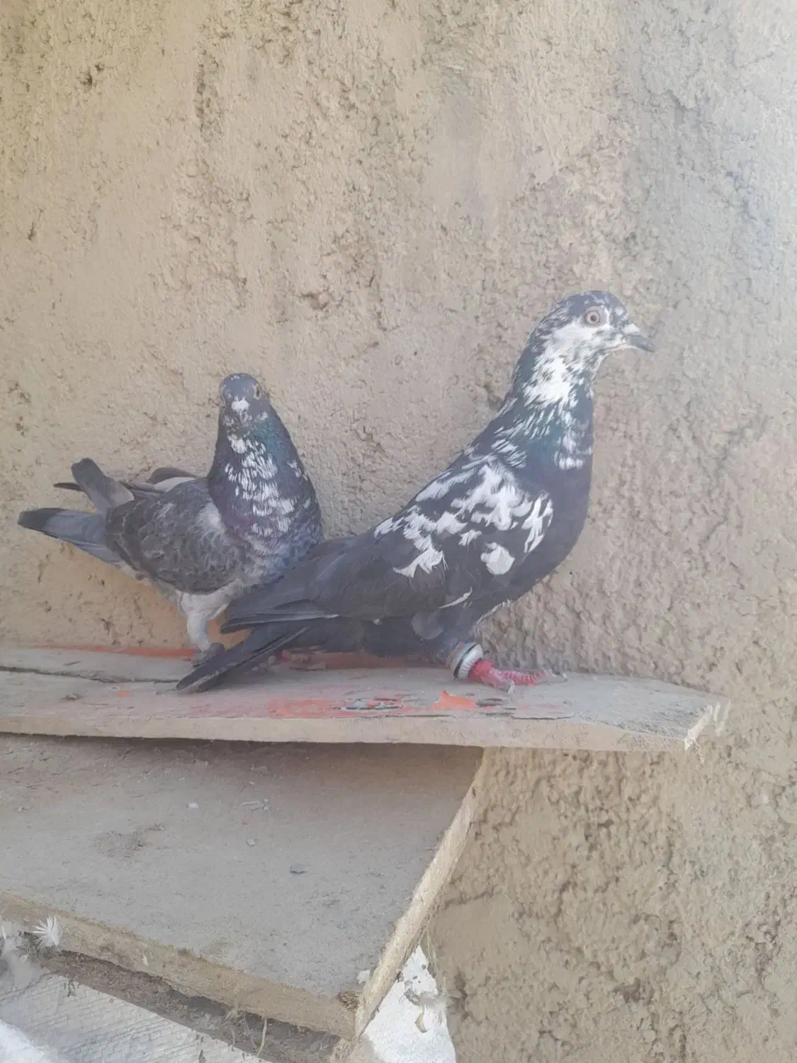 یک جفت سوسکی|پرنده|شیروان (خراسان), |دیوار