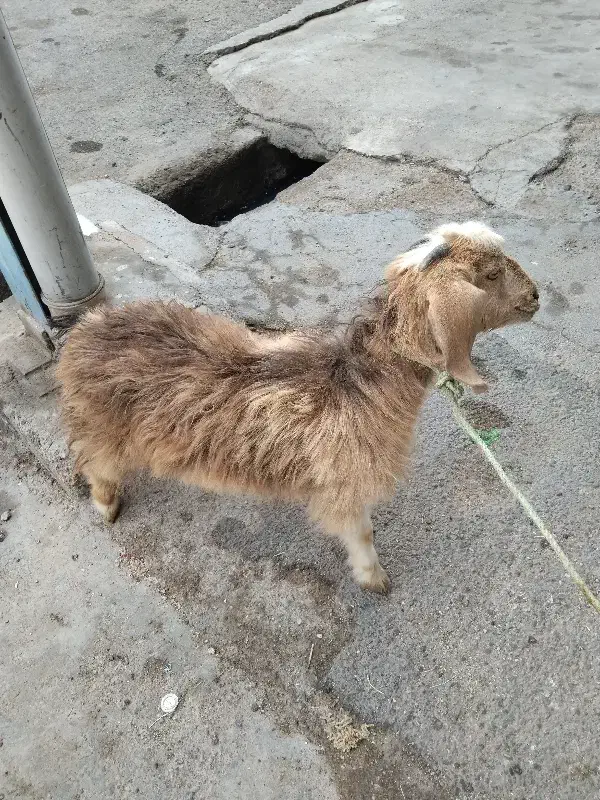 فروش بزغاله ماده در شوش|حیوانات مزرعه|شوش, |دیوار