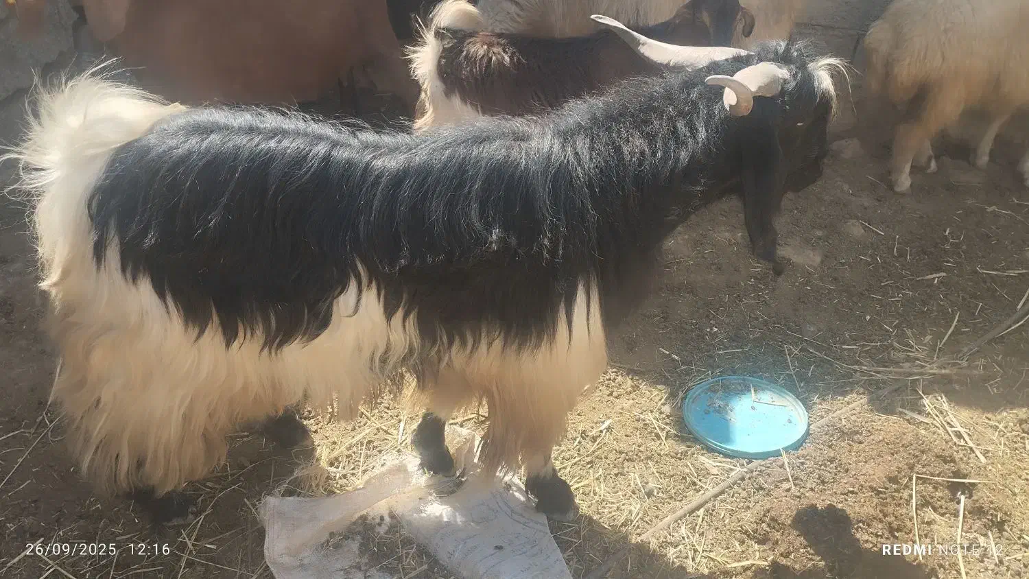 سابرین جوان و هیکلی دره شهر|حیوانات مزرعه|دره شهر, |دیوار