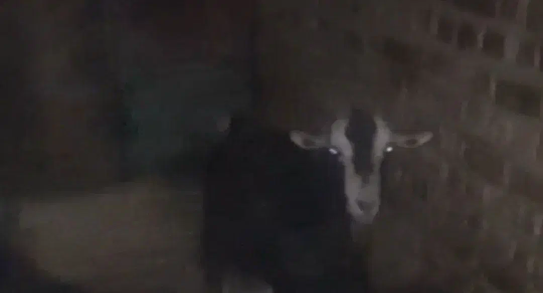 ۱عدد بز ماده|حیوانات مزرعه|جوادآباد, |دیوار