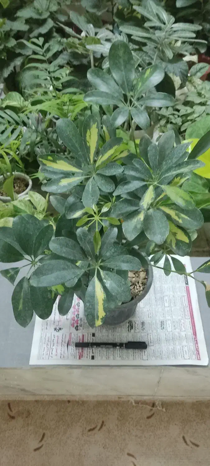 با اینها یه بهشت کوچولو تو خونه برا خودت بساز|گل و گیاه طبیعی|شاهینشهر, مخابرات (شهید بهشتی)|دیوار