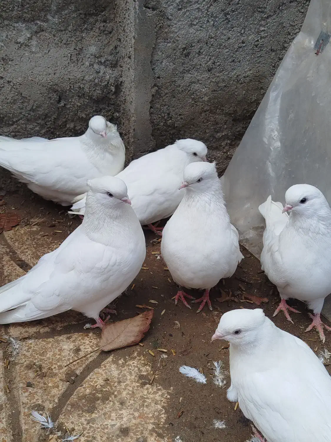 کبوتر ماده|پرنده|نوشین شهر, |دیوار