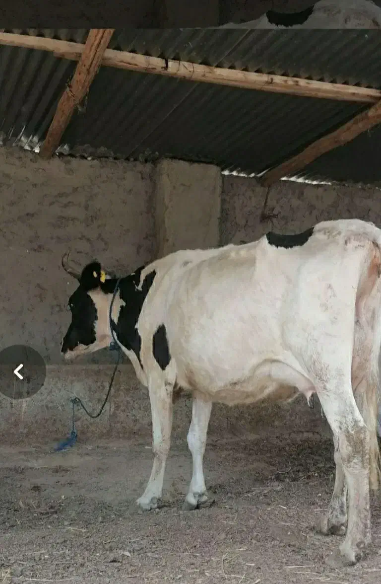 گاو شیری محلی|حیوانات مزرعه|مراوه, |دیوار