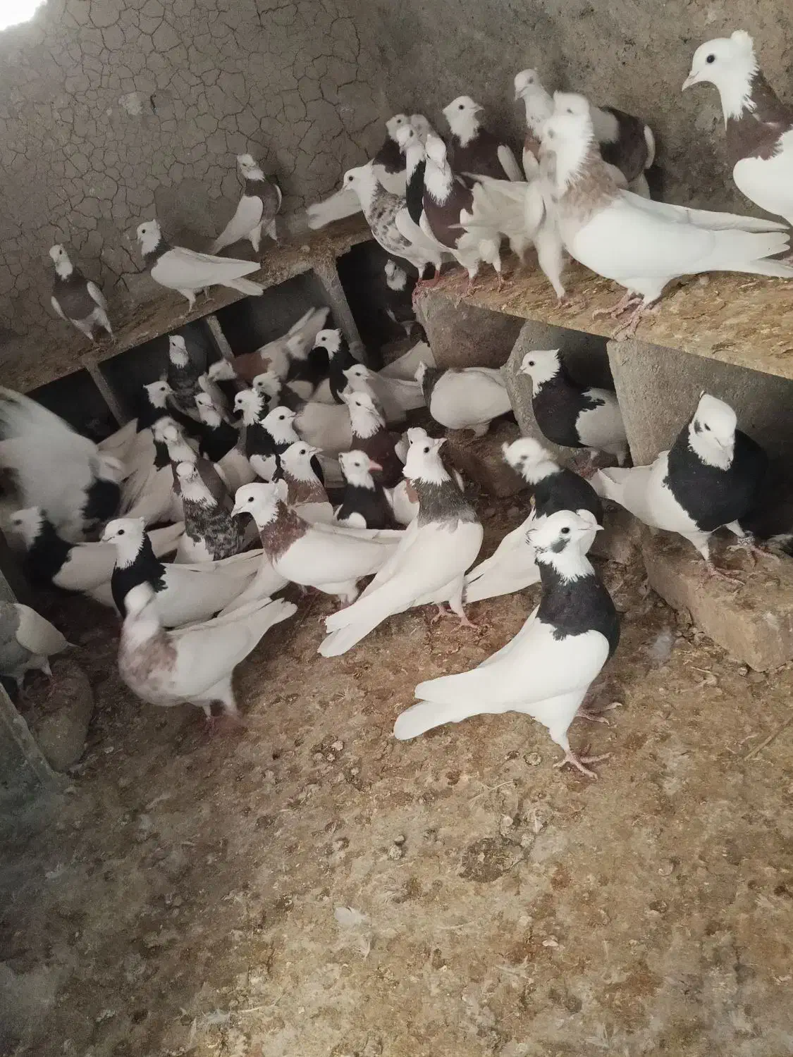 کبوتر طوقی زرین دشت|پرنده|ایزدخواست, |دیوار