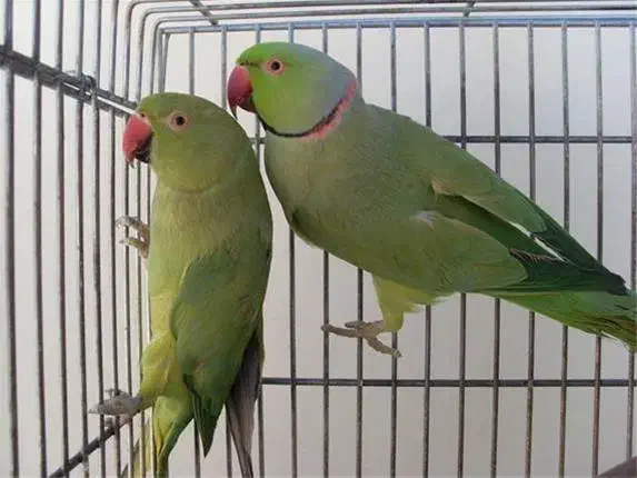 جفت طوطی ملنگو مولد معاوضه با گرینچیک|پرنده|چابهار, |دیوار